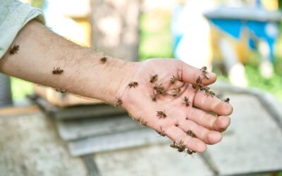 The Most Common Pests in Houston and How to Get Rid of Them