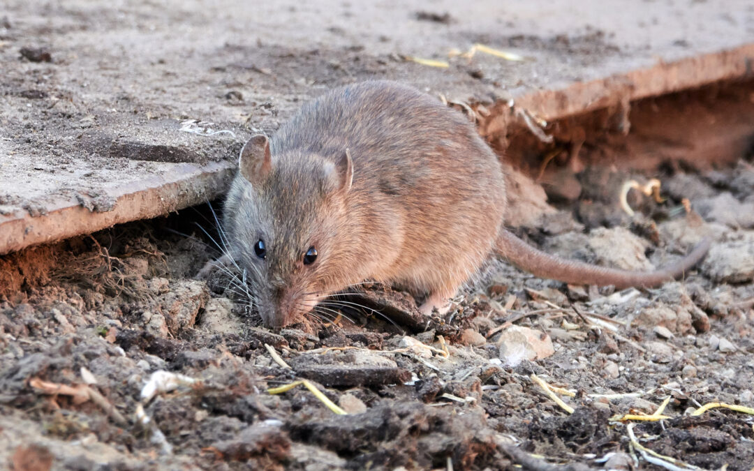 Brown rat in Spring