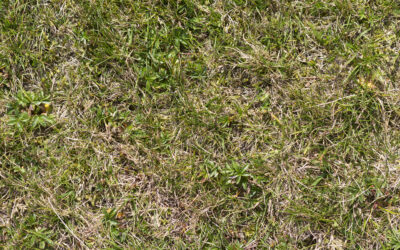 The Hidden Dangers of Lawn Pests & How to Stop Them