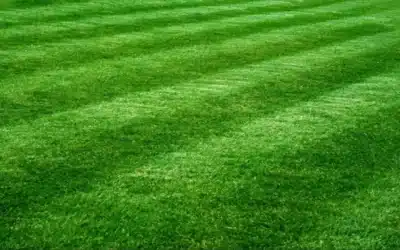 Why Seasonal Lawn Maintenance Plans Are Worth It