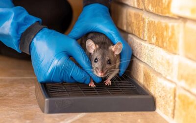 Why Professional Rodent Control Spring TX Services Matter for Your Property