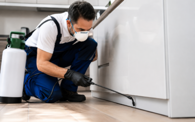 7 Signs It’s Time to Call a Pest Control Expert
