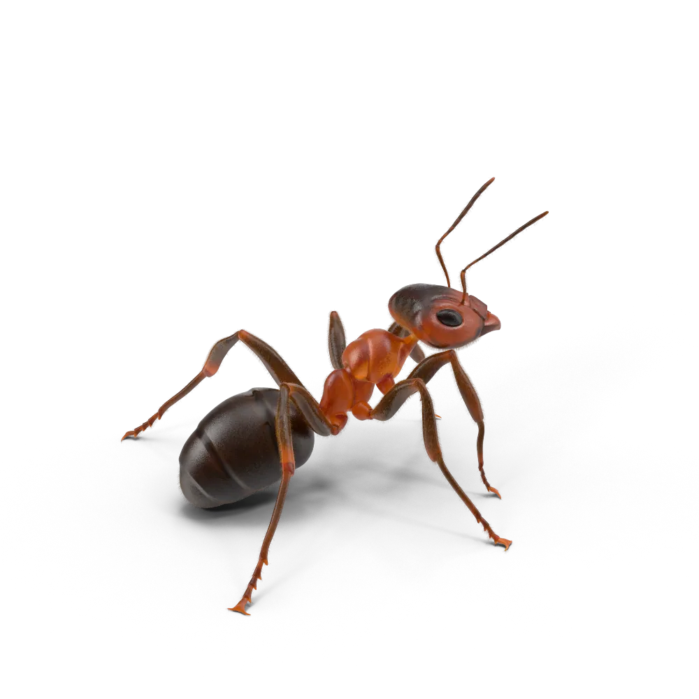 Ant.G12.2k 1