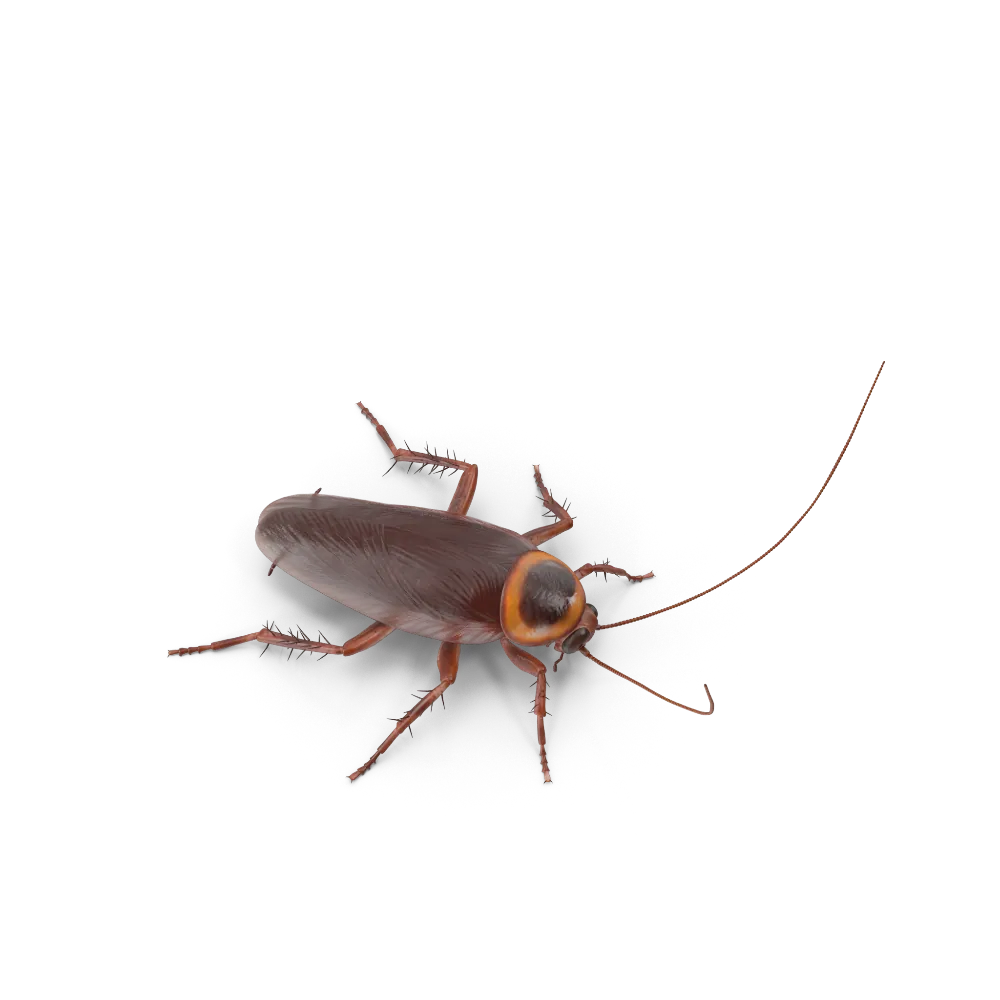 Cockroach.D14.2k 1