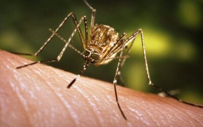 Outdoor Events Planned? Why Mosquito Control Is a Must