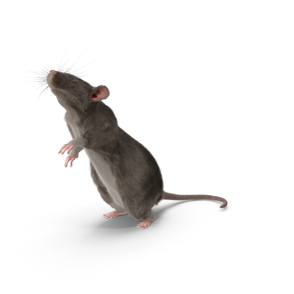 Grey Rat.H03.2k 1 1