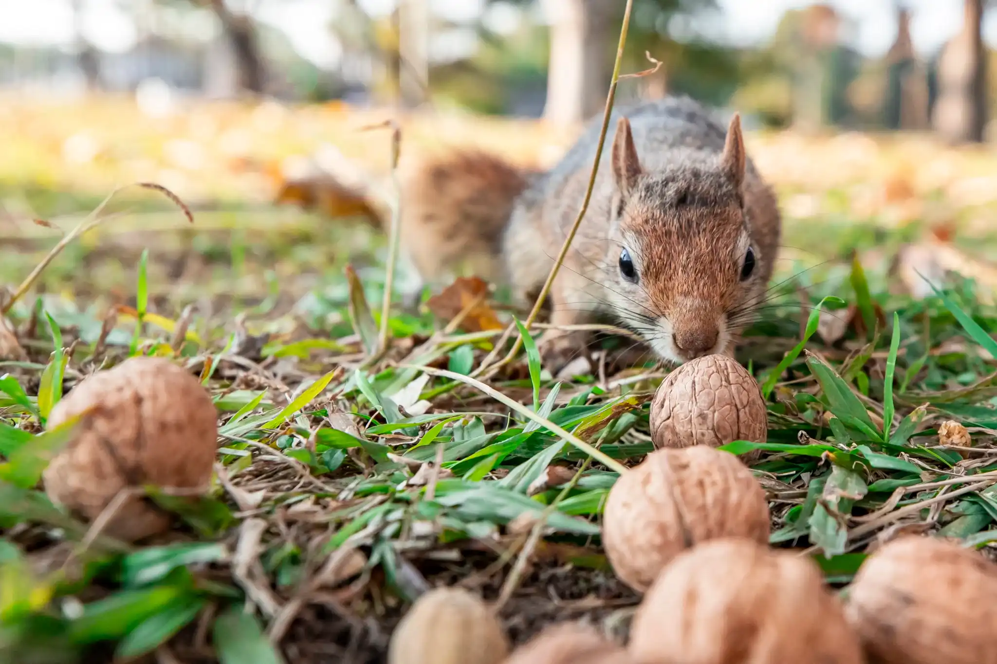 A Close Up Shot Of A Squirrel Sciurus Vulgaris F 2025 02 12 00 28 27 Utc 2048x1365.jpg 11zon