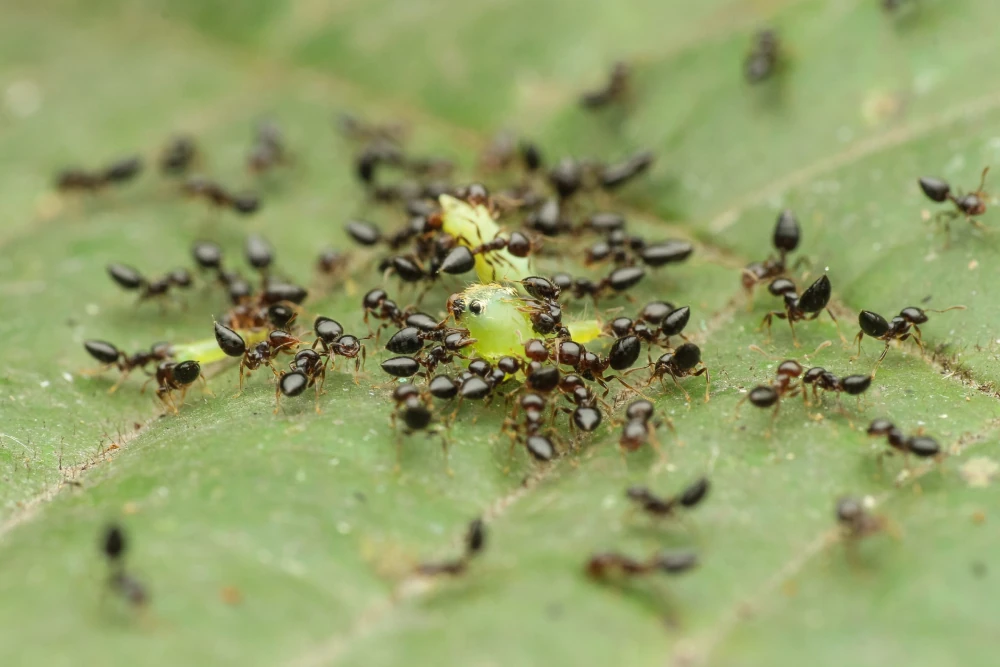 Ant Colony Eating Together 2025 01 08 22 32 31 Utc Scaled 1 1