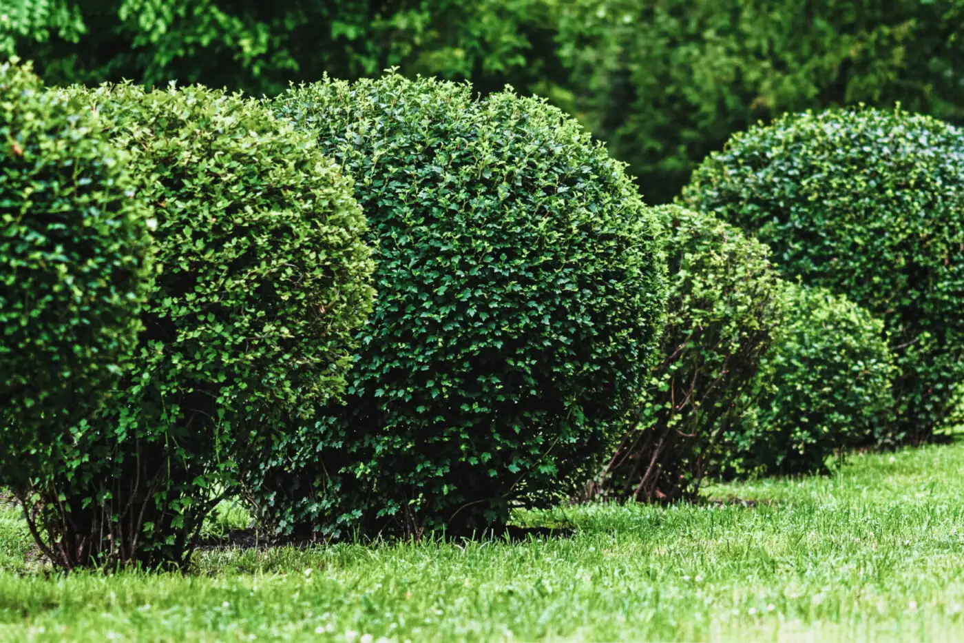 ball-shaped-shrubs-in-city-park-topiary-art-2024-11-27-09-36-11-utc-1-scaled (1) (2) shrub and tree