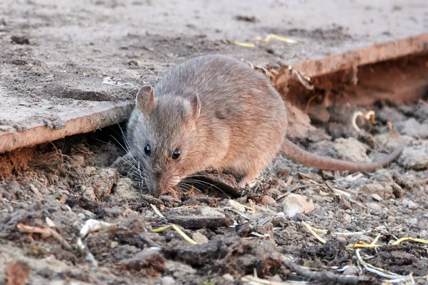 Brown Rat Rattus Norvegicus 2025 02 08 00 46 04 Utc Scaled 1