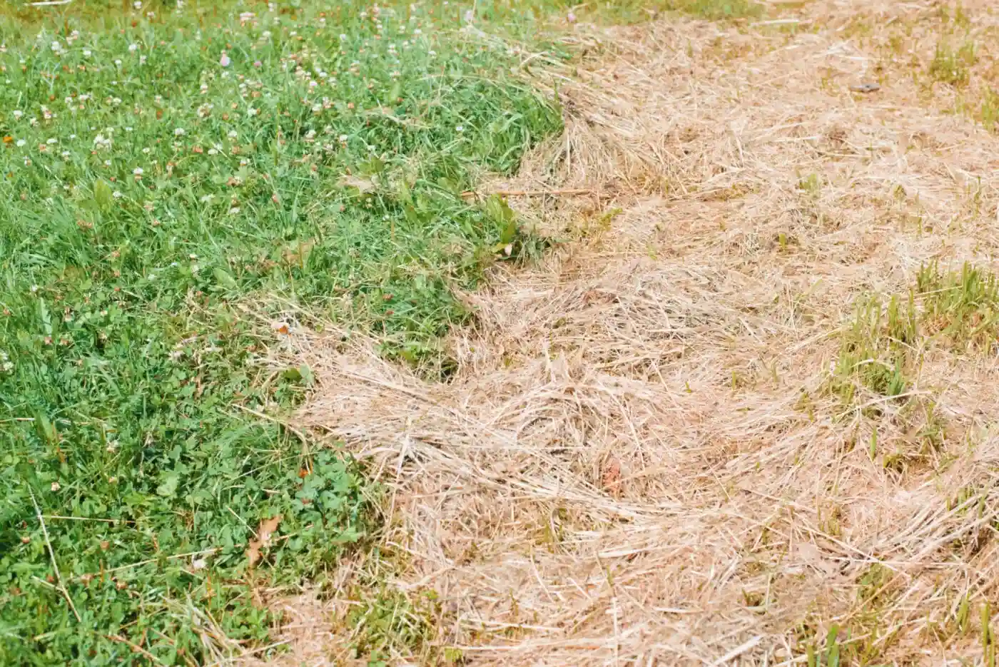 lawn pest2