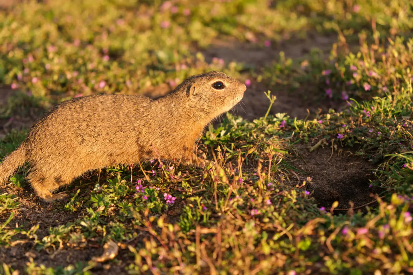 European Ground Squirrel Standing In The Field Wi 2023 11 27 05 14 40 Utc Scaled 1