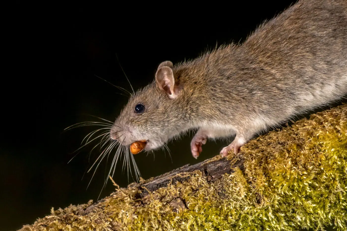 wild-brown-rat-with-nut-2023-11-27-05-13-23-utc Wild Brown Rat With Nut 2023 11 27 05 13 23 Utc