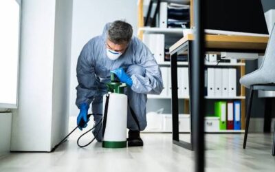 The Significance of Expert Pest Management for Residential and Commercial Properties